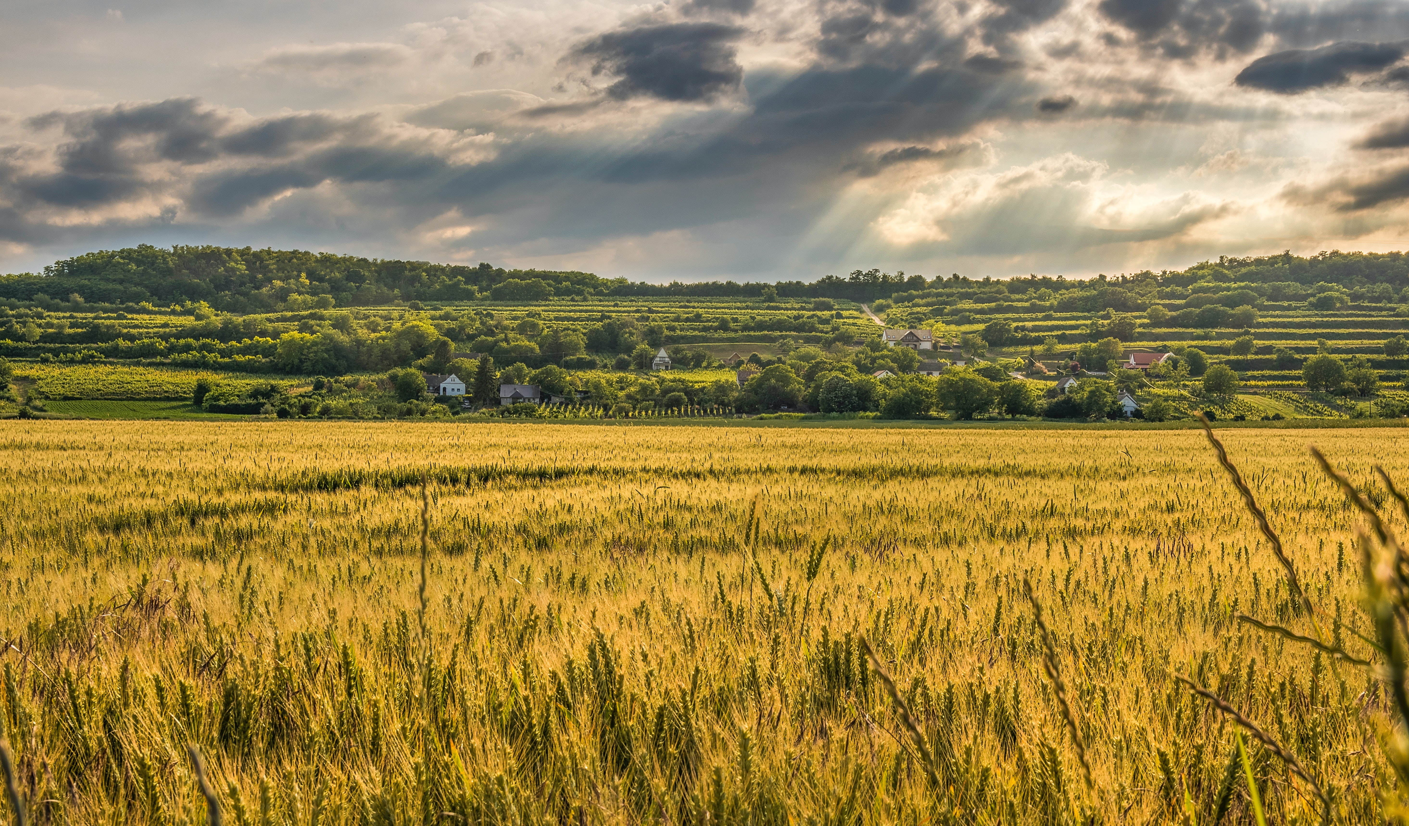 Polish-Farm-to---4