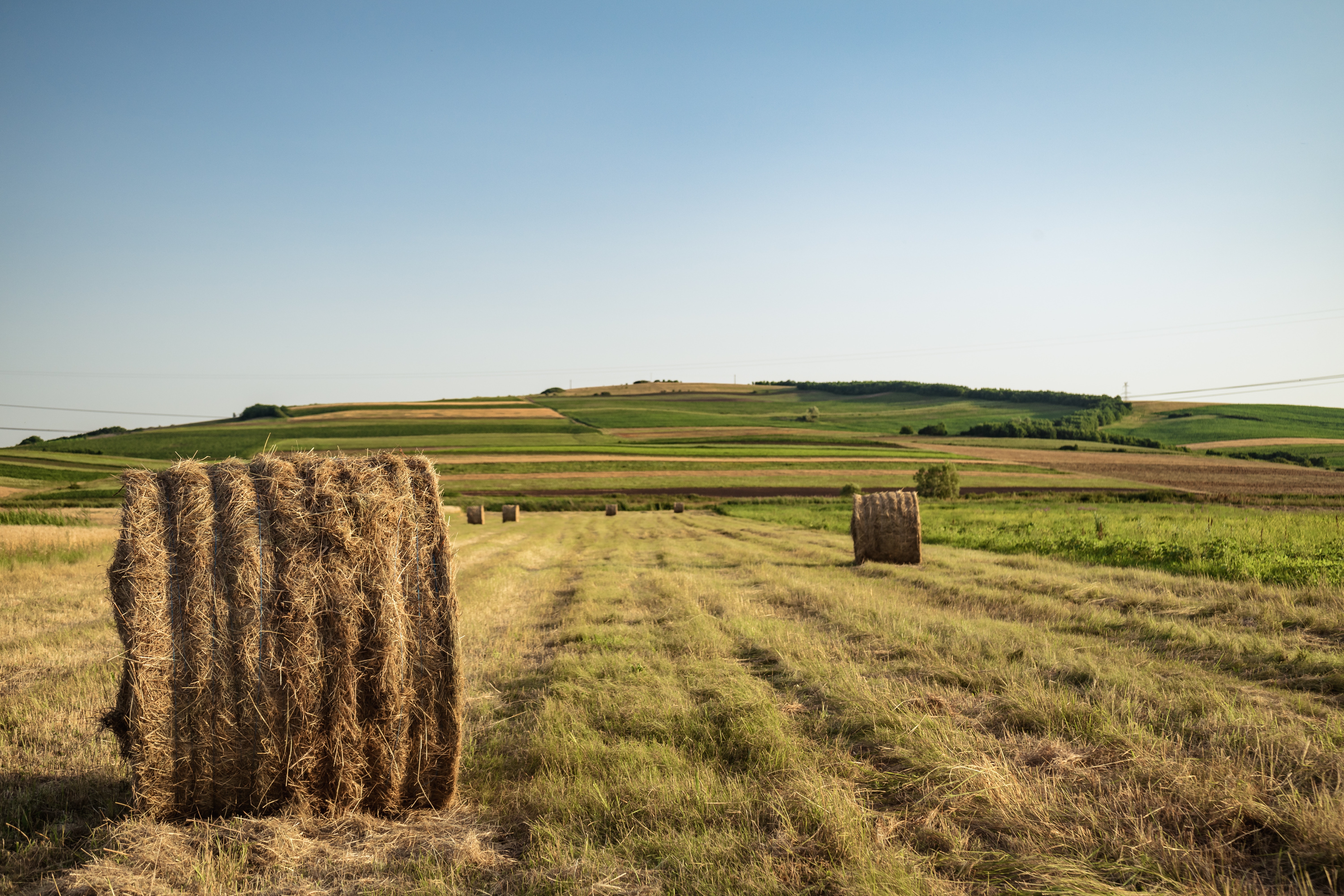Polish-Farm-to---6